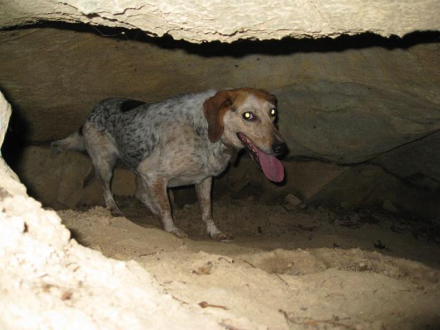 img_2658.jpg - Local dog cooling off from the heat